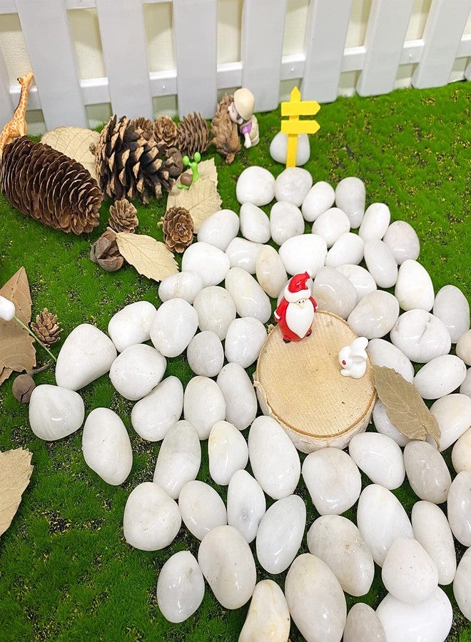 BUM BUM BHOLE Natural Polished White Pebbles -2.5Kg Pebbles for Plants, Aquariums, Vase Fillers and Fairy Garden,Terrarium,Succulents & Multi Purpose Pack (2.5 Kg, 30-50 mm, White Polished) - Image 5